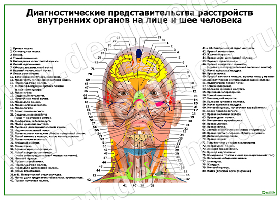 Диагностические представительства расстройств на лице и шее человека (горизонтальный) матовый/ламинированный А1/А2