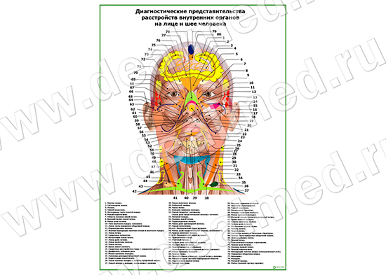 Акупунктурные точки на лице и шее человека - плакат матовый/ламинированный А1/А2