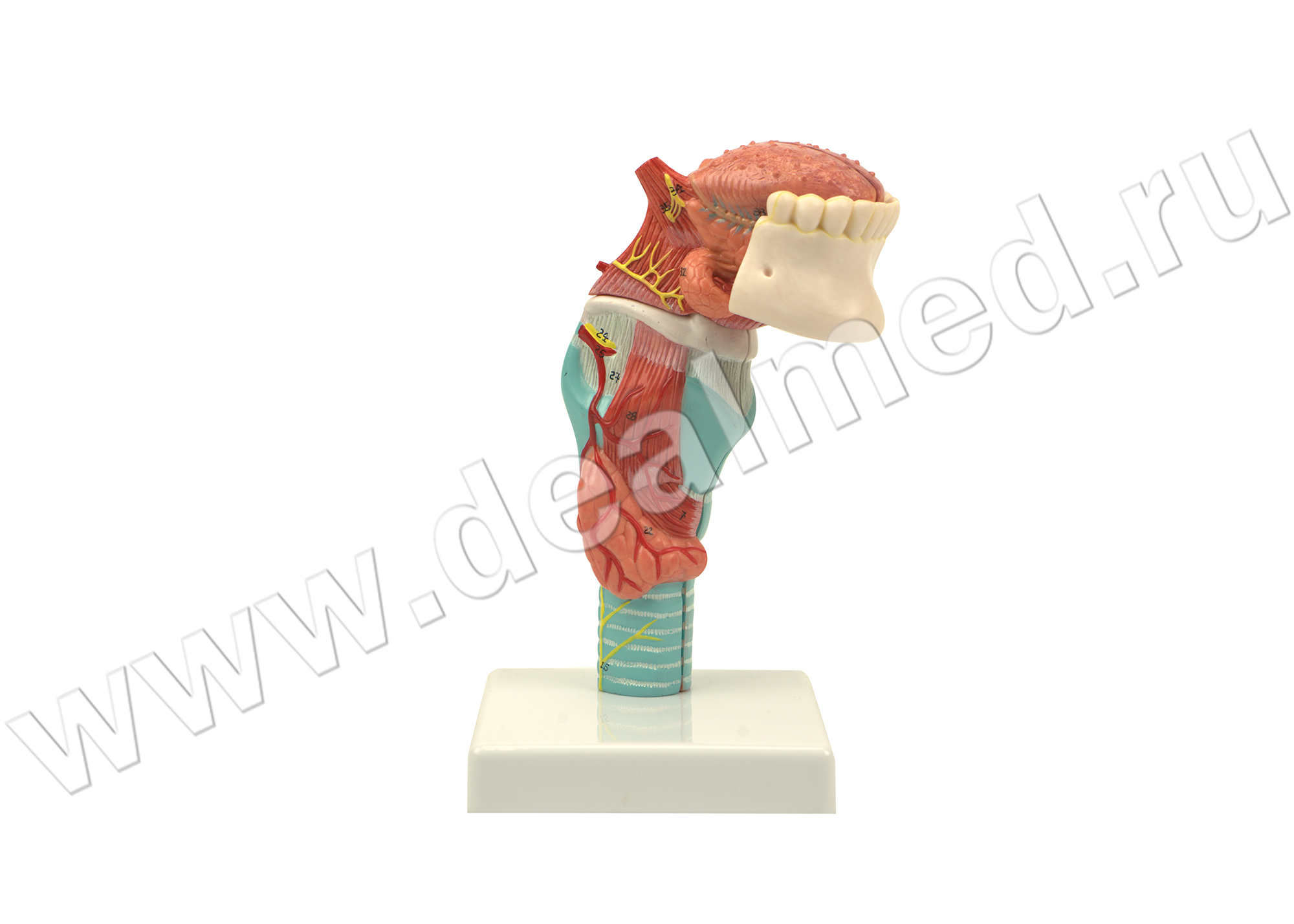Анатомическая модель гортани с языком и зубами