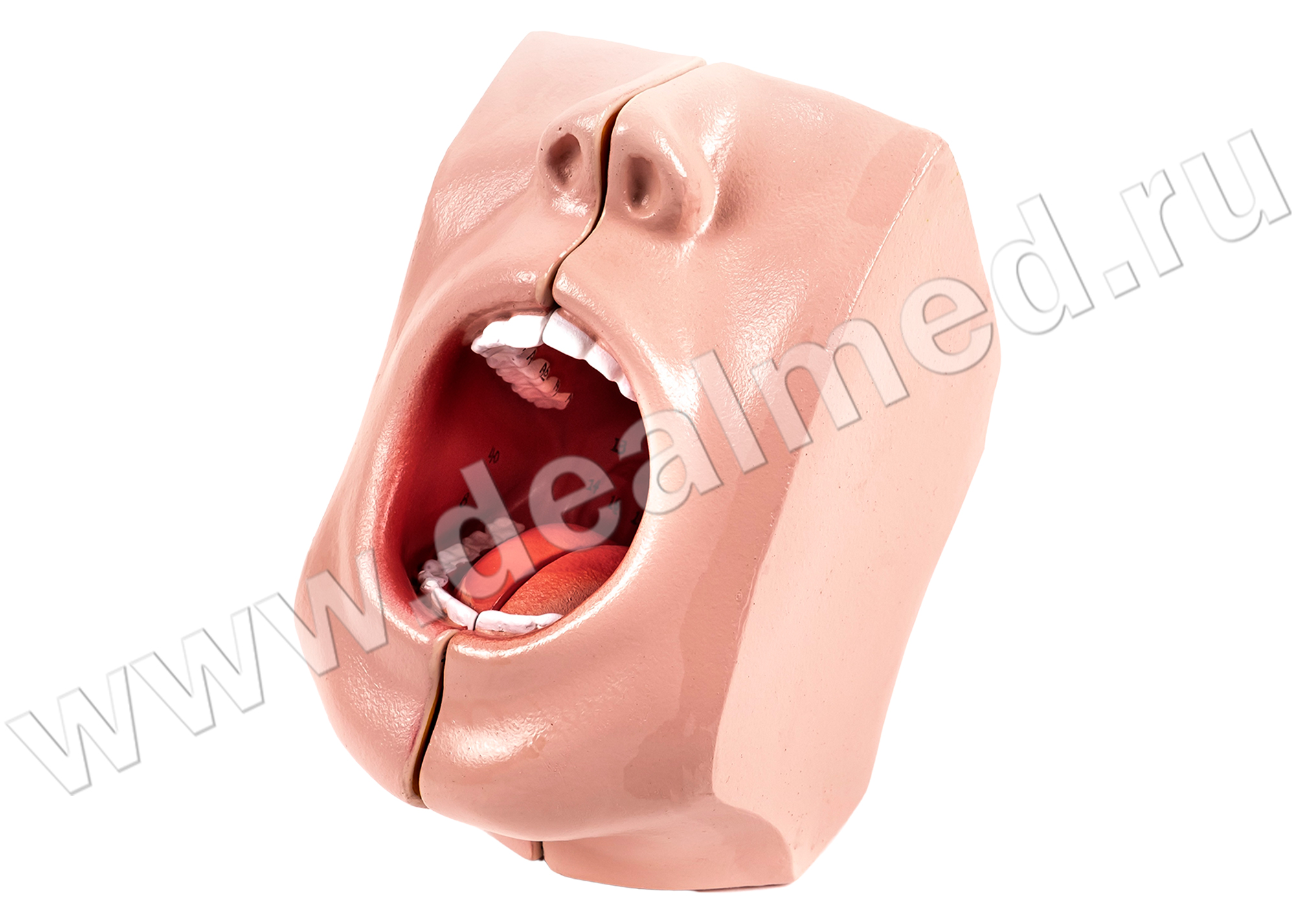 Анатомическая модель полости рта