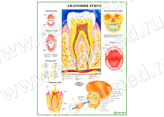 Анатомия зубов, плакат матовый/ламинированный А1/А2