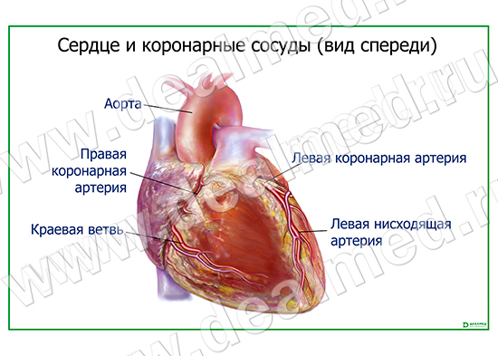 Артерии сердца, плакат матовый/ламинированный А1/А2