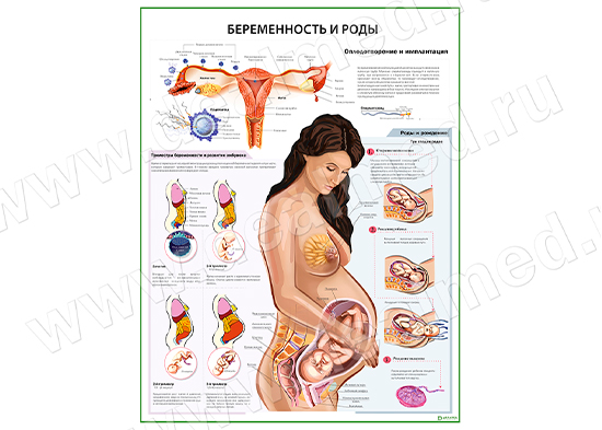 Беременность и роды, плакат матовый/ламинированный А1/А2