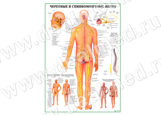  Черепные и спинномозговые нервы, плакат матовый/ламинированный А1/А2