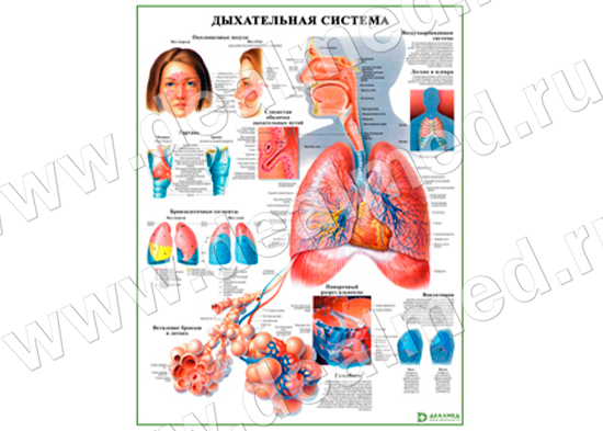 Дыхательная система человека, плакат матовый/ламинированный