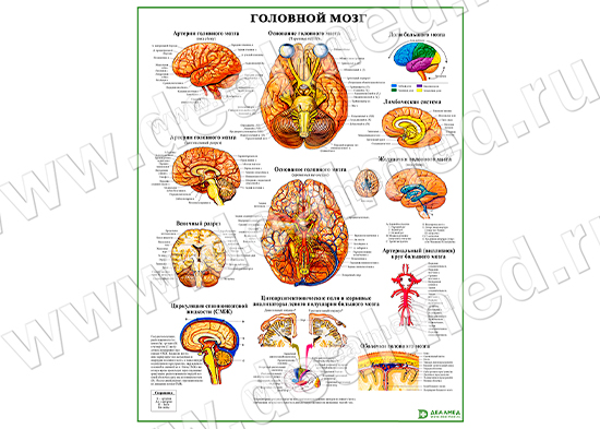 Головной мозг, плакат ламинированный/матовый