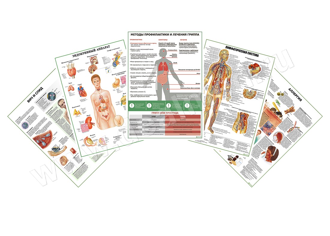 Комплект плакатов для кабинета аллерголога-иммунолога матовый/ламинированный А1/А2