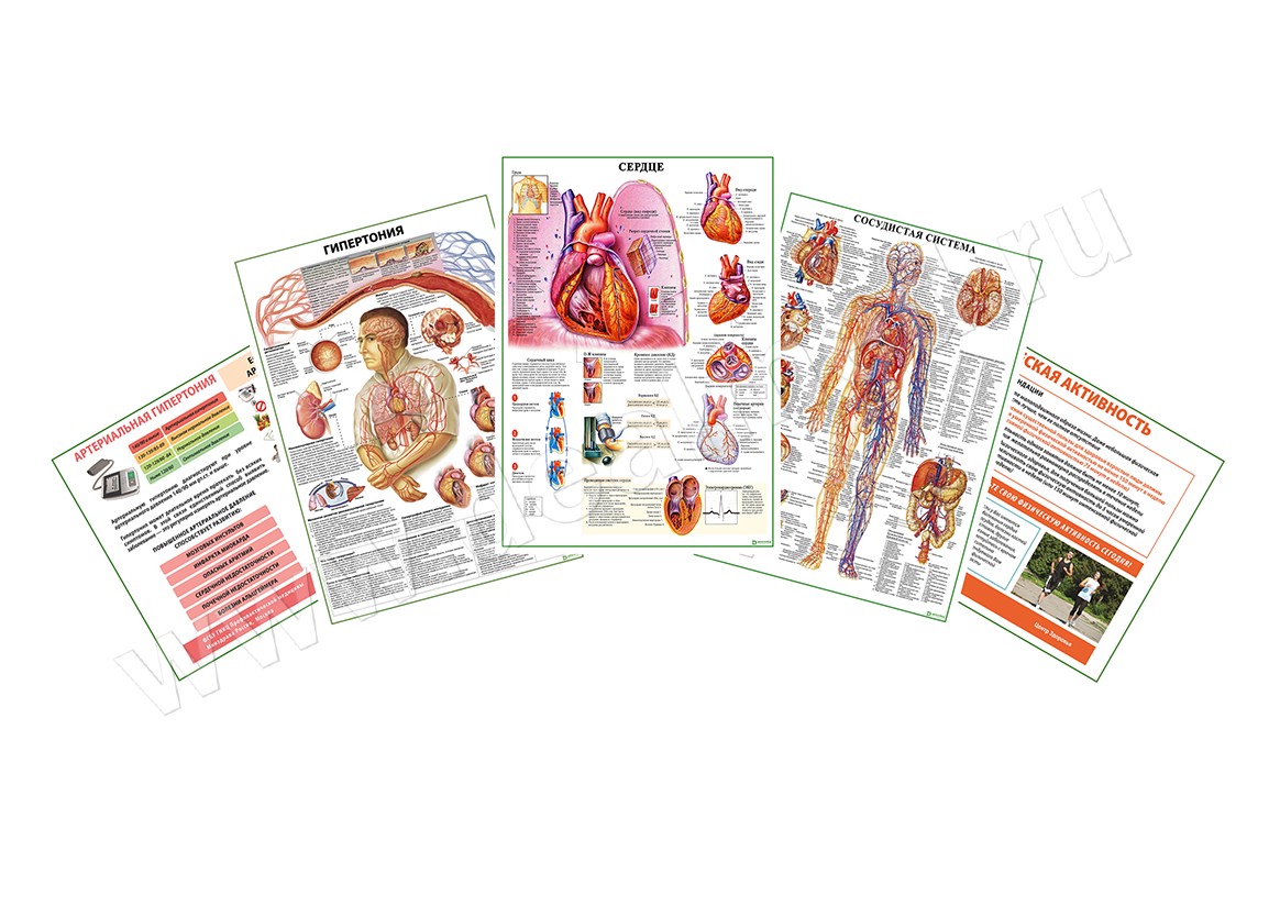 Комплект плакатов для кабинета функциональной диагностики матовый/ламинированный А1/А2