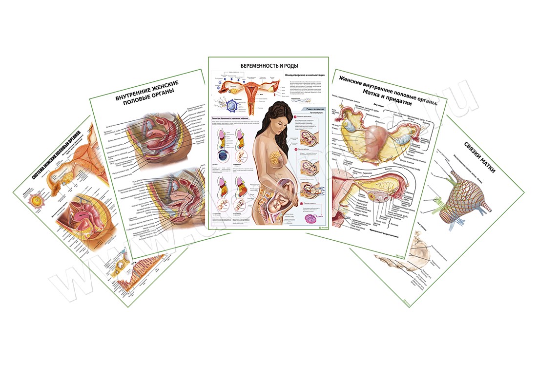 Комплект плакатов для кабинета гинеколога глянцевый/ламинированный А1/А2