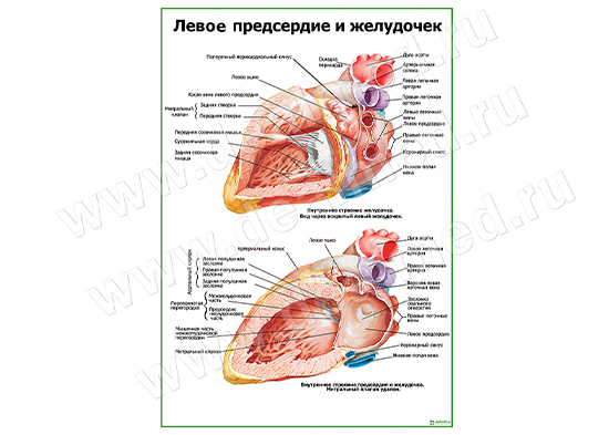  Левое предсердие и желудочек плакат матовый/ламинированный А1/А2 