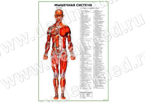 Мышечная система человека - вид спереди, плакат матовый/ламинированный