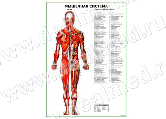 Мышечная система человека - вид сзади, плакат матовый/ламинированный