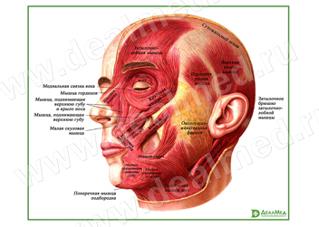 Мышцы головы, плакат матовый/ламинированный
