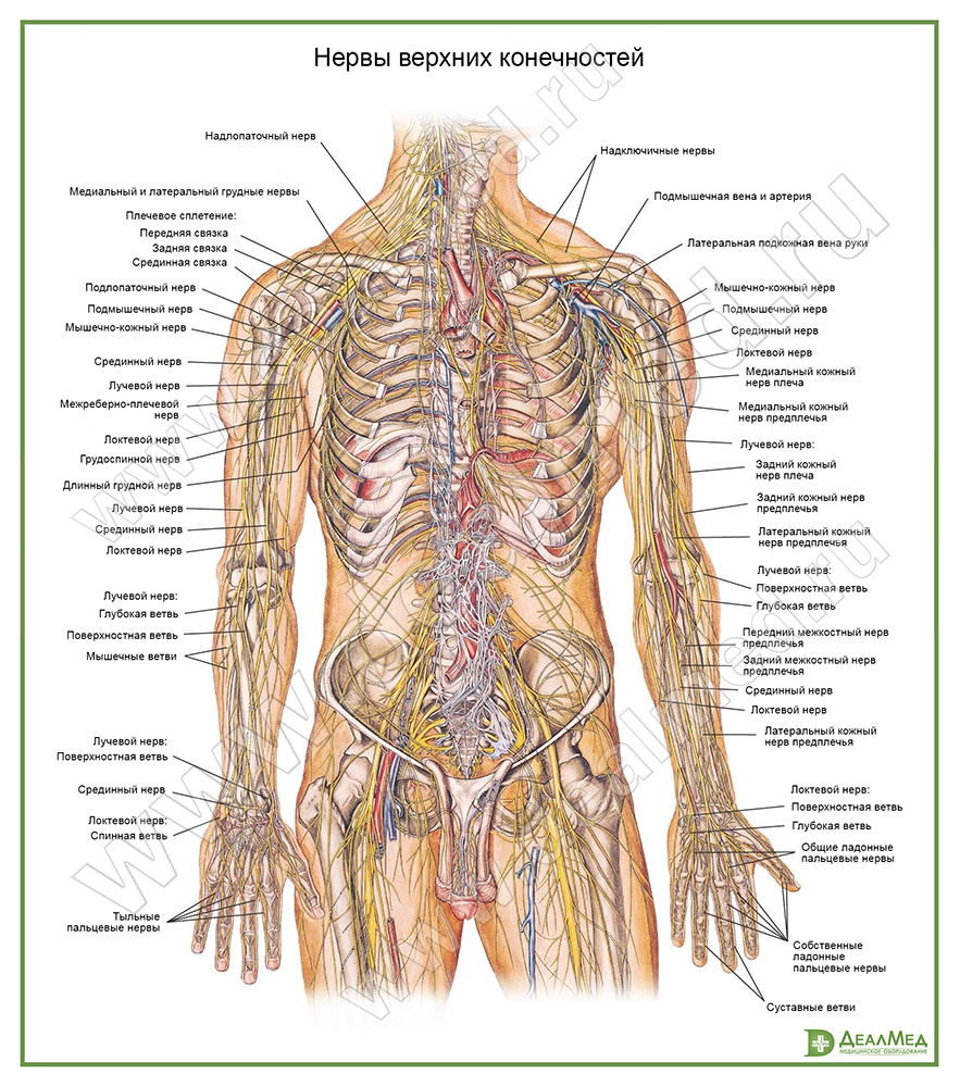 Нервы верхних конечностей, плакат глянцевый/ламинированный