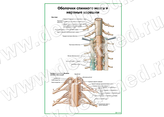 Оболочки спинного мозга и нервные корешки плакат матовый/ламинированный А1/А2 