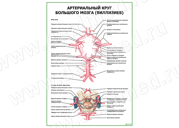 Артериальный круг большого мозга (Виллизиев) плакат матовый/ламинированный А1/А2 