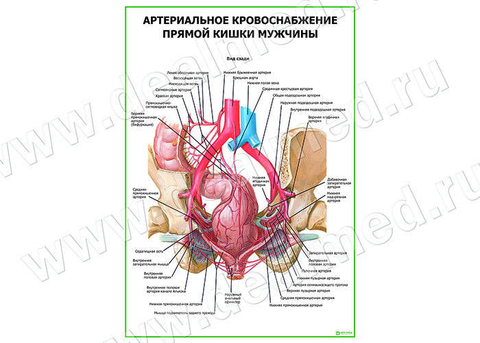 Артериальное кровоснабжение прямой кишки мужчины плакат глянцевый/ламинированный А1/А2
