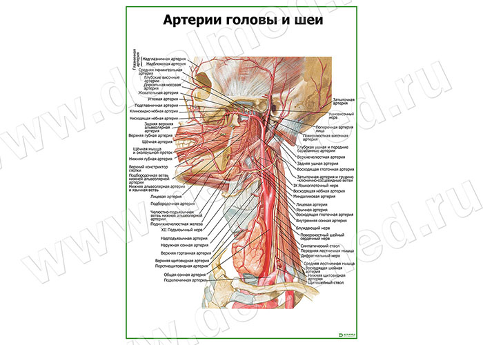 Артерии головы и шеи плакат матовый/ламинированный А1/А2