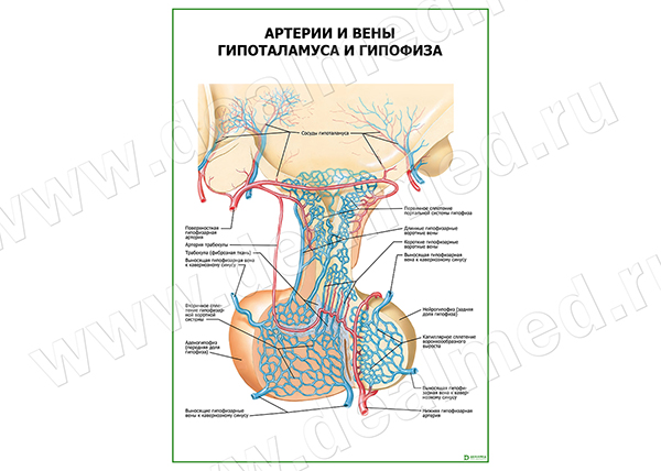  Артерии и вены гипоталамуса и гипофиза плакат матовый/ламинированный А1/А2 