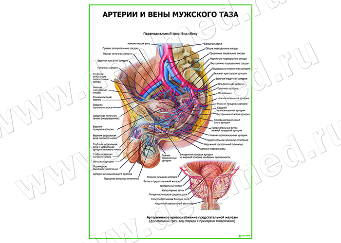  Артерии и вены мужского таза плакат глянцевый/ламинированный А1/А2 