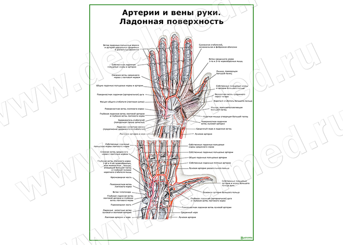 Артерии и вены руки. Ладонная поверхность плакат матовый/ламинированный А1/А2