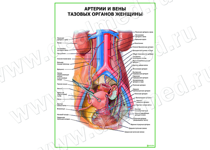 Артерии и вены тазовых органов женщины плакат глянцевый/ламинированный А1/А2