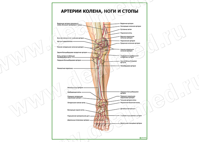  Артерии колена, ноги и стопы плакат матовый/ламинированный А1/А2 