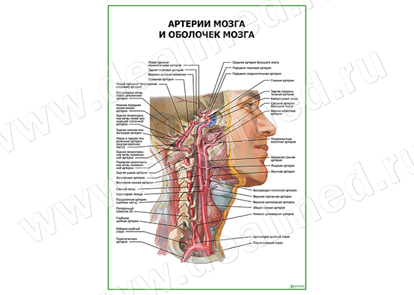  Артерии мозга и оболочек мозга плакат матовый/ламинированный А1/А2 