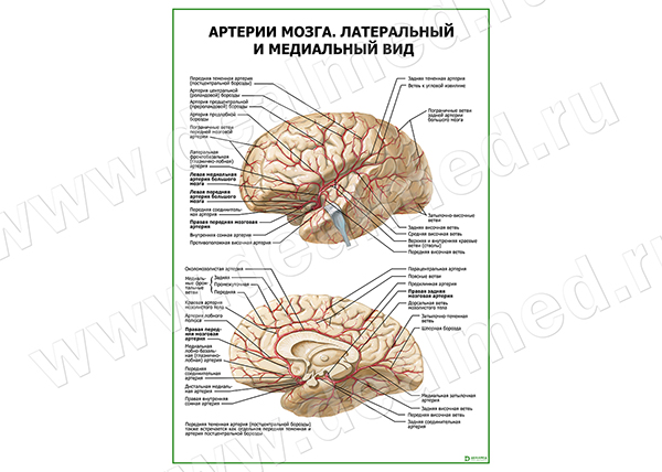  Артерии мозга. Латеральный и медиальный вид плакат матовый/ламинированный А1/А2 