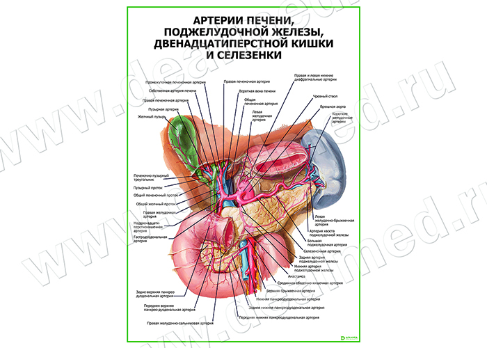  Артерии печени, селезенки, поджелудочной железы плакат глянцевый/ламинированный А1/А2 