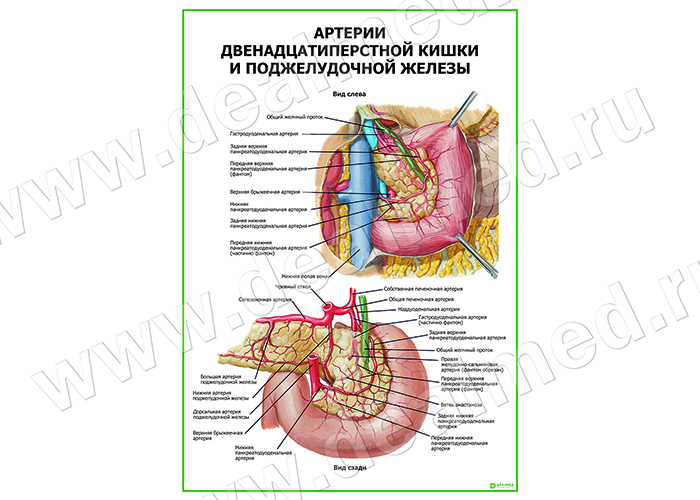  Артерии поджелудочной железы и двенадцатиперстной кишки плакат глянцевый/ламинированный А1/А2 