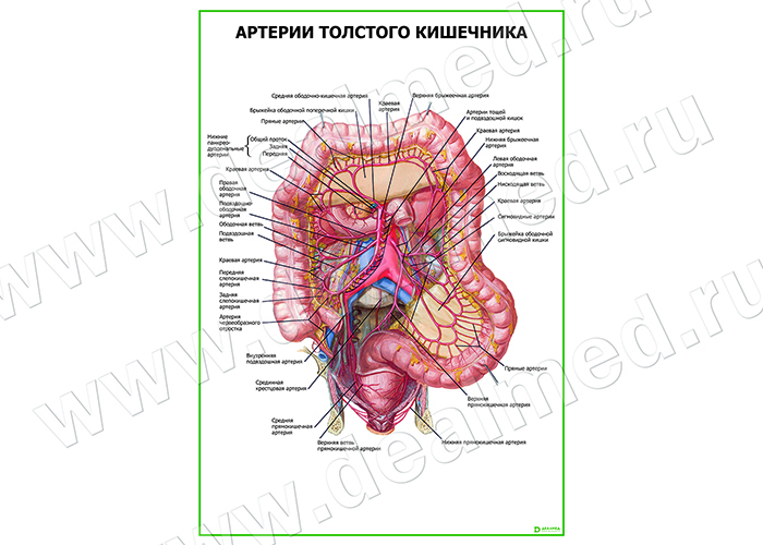  Артерии толстого кишечника плакат матовый/ламинированный А1/А2 