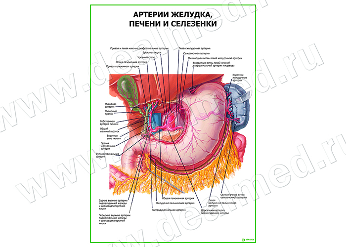  Артерии желудка, печени и селезенки плакат глянцевый/ламинированный А1/А2 