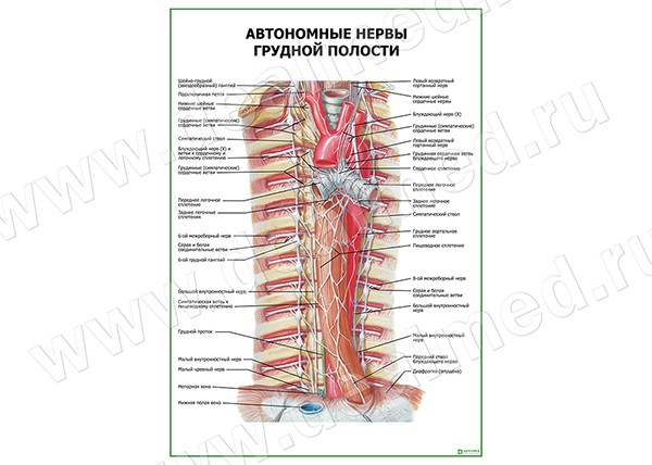  Автономные нервы грудной полости плакат матовый/ламинированный А1/А2 
