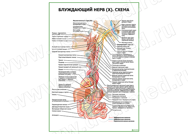  Блуждающий нерв (X). Схема плакат матовый/ламинированный А1/А2 
