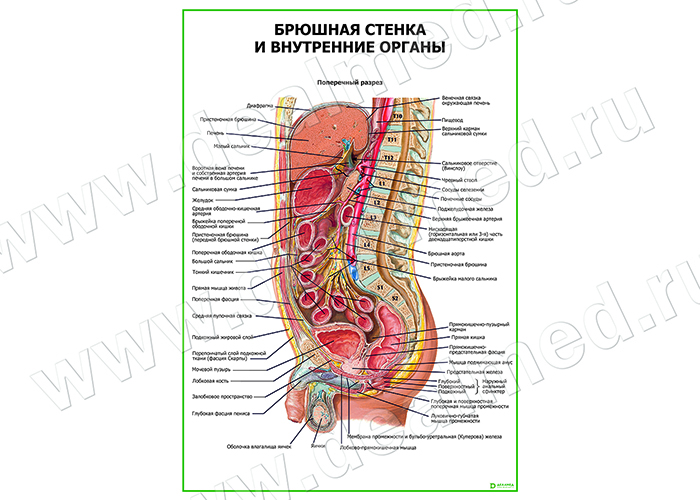 Строение Внутренних Органов Человека Сзади Фото