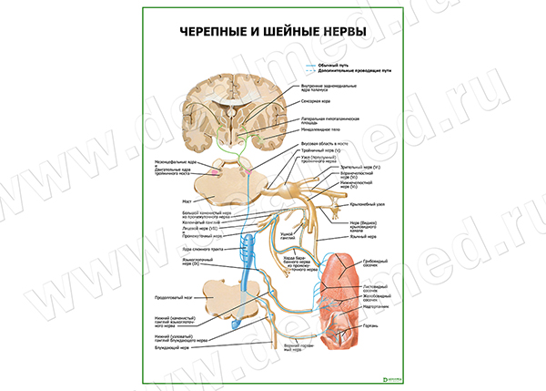  Черепные и шейные нервы плакат матовый/ламинированный А1/А2 