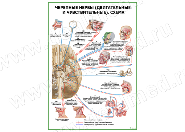 Черепные нервы (двигательные и чувствительные). Схема плакат матовый/ламинированный А1/А2