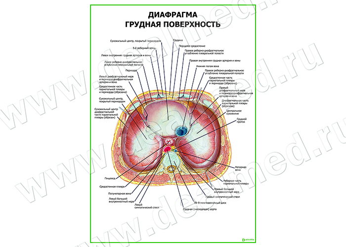 Диафрагма Человека Фото