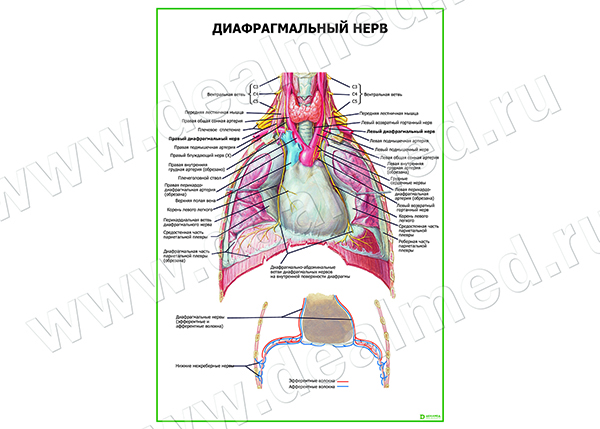  Диафрагмальный нерв плакат глянцевый/ламинированный А1/А2 