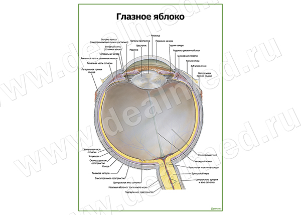 Глазное Яблоко Фото