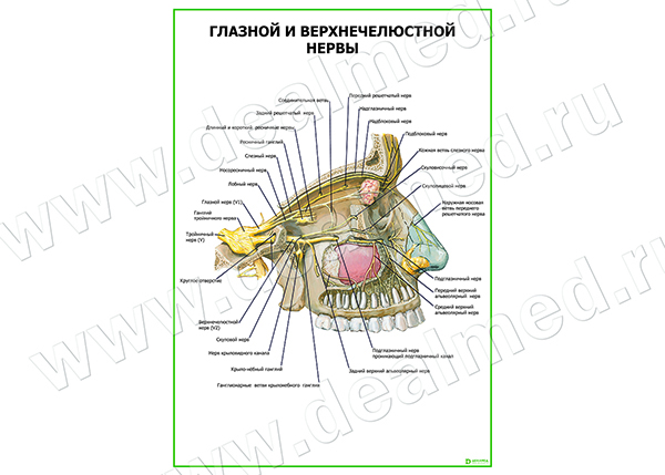  Глазной и верхнечелюстной нервы плакат матовый/ламинированный А1/А2 