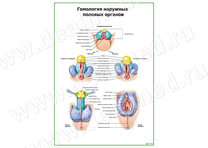  Гомология наружных половых органов плакат матовый/ламинированный А1/А2 