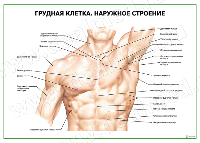 Грудная Клетка Человека Строение Фото