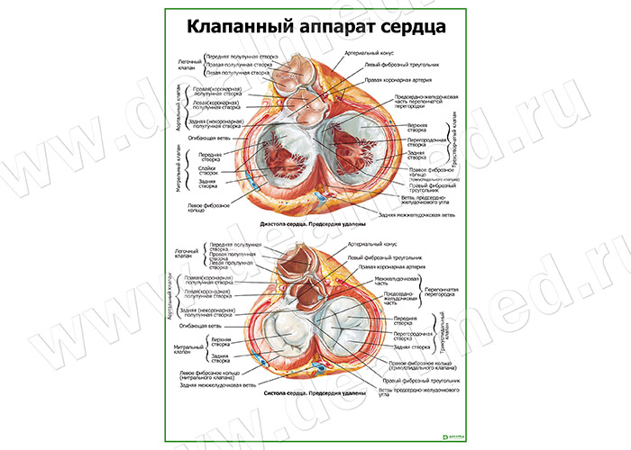  Клапанный аппарат сердца  плакат матовый/ламинированный А1/А2 