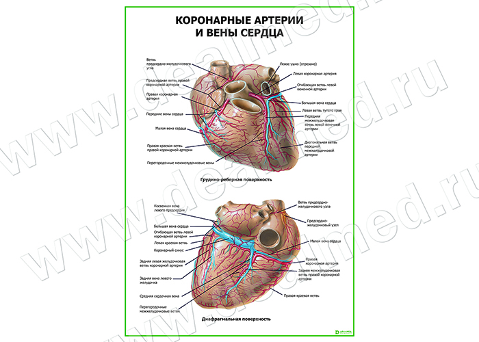 Коронарные артерии и вены сердца плакат матовый/ламинированный А1/А2 