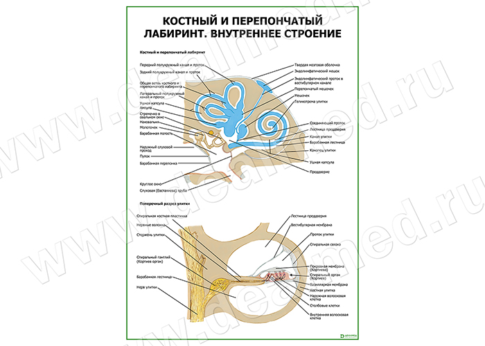 Нервы гортани плакат матовый/ламинированный А1/А2