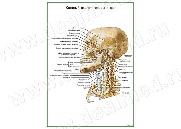  Костный скелет головы и шеи плакат матовый/ламинированный А1/А2 