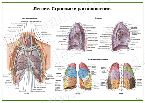 Расположение Легких У Человека Фото