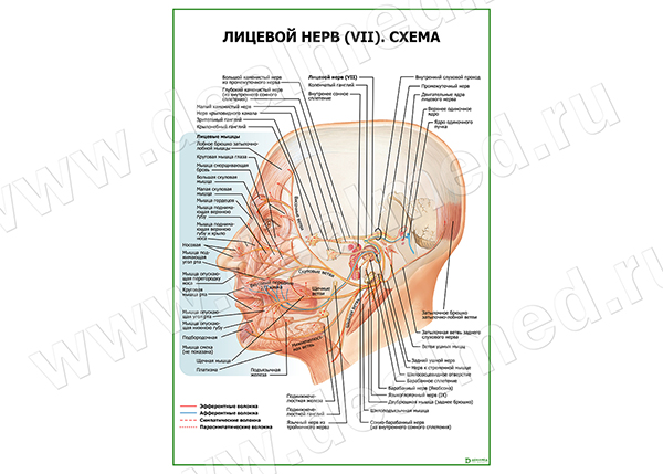 Лицевой нерв (VII) Схема плакат матовый/ламинированный А1/А2
